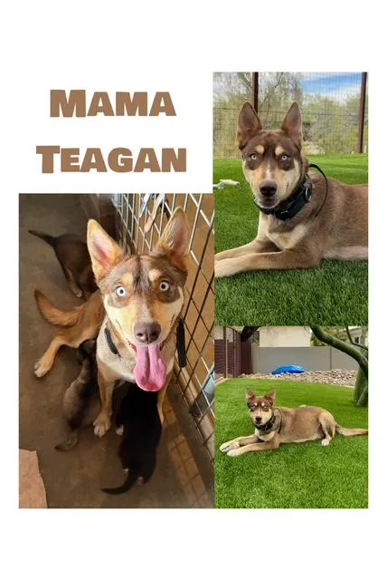 Teagan's Litter thumbnail 2