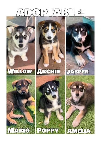A young medium-sized male Tricolor (Brown, Black, & White) Husky dog named Teagan's Litter for adoption in Glendale, AZ