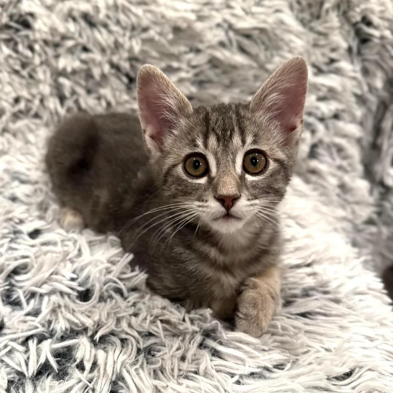 A baby medium-sized male Domestic Short Hair cat named Perseus for adoption in Salt Lake City, UT