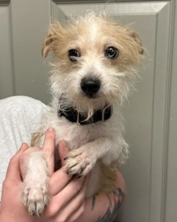 An adult small-sized male Terrier dog named Arnie for adoption in Littleton, CO
