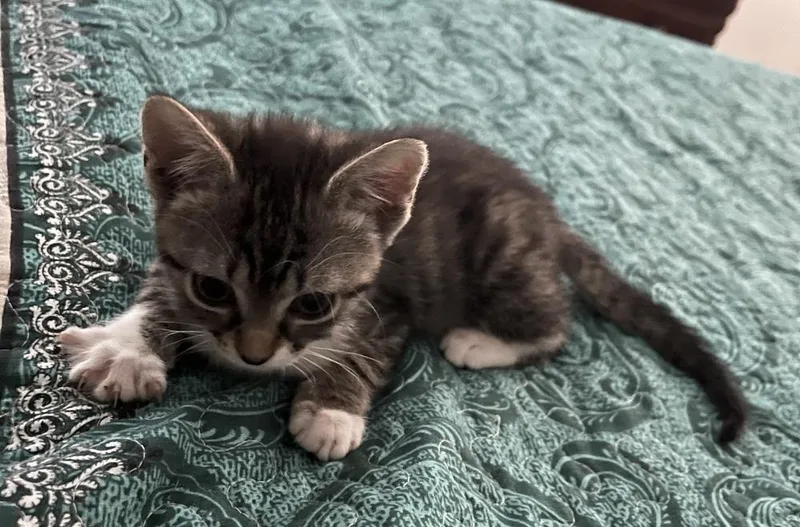 A baby small-sized female Black & White / Tuxedo Domestic Short Hair cat named Dixie for adoption in Henrico, VA