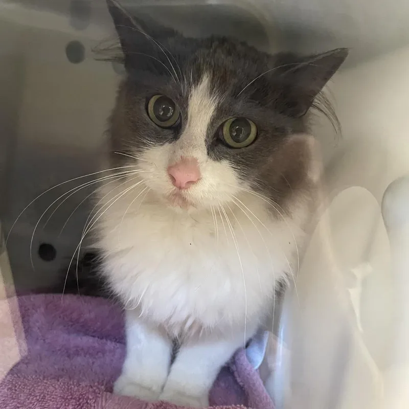 An adult medium-sized female Domestic Long Hair cat named Raisinet for adoption in Bristol, IN