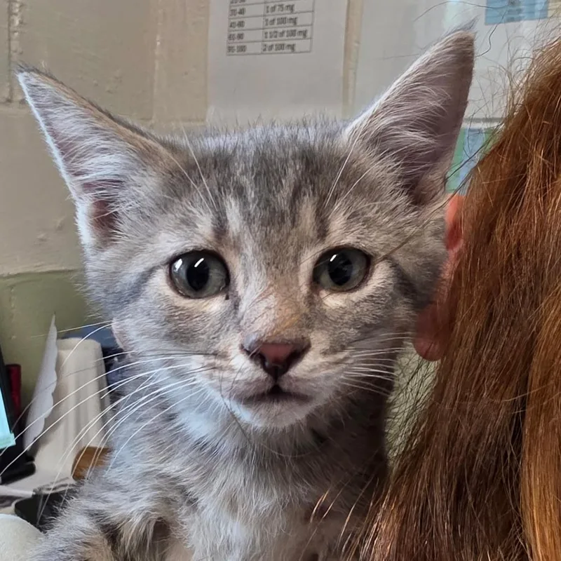 A baby small-sized male Domestic Short Hair cat named Peter for adoption in Eureka Springs, AR