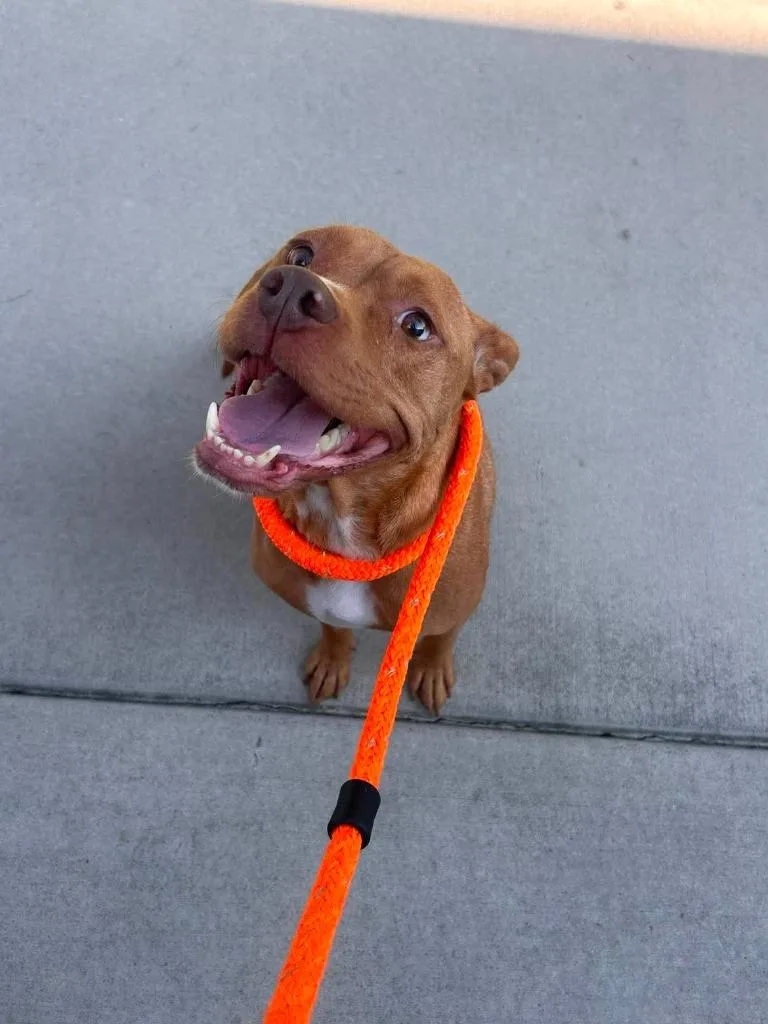 A young medium-sized female Pit Bull Terrier dog named Fanny for adoption in New Bern, NC