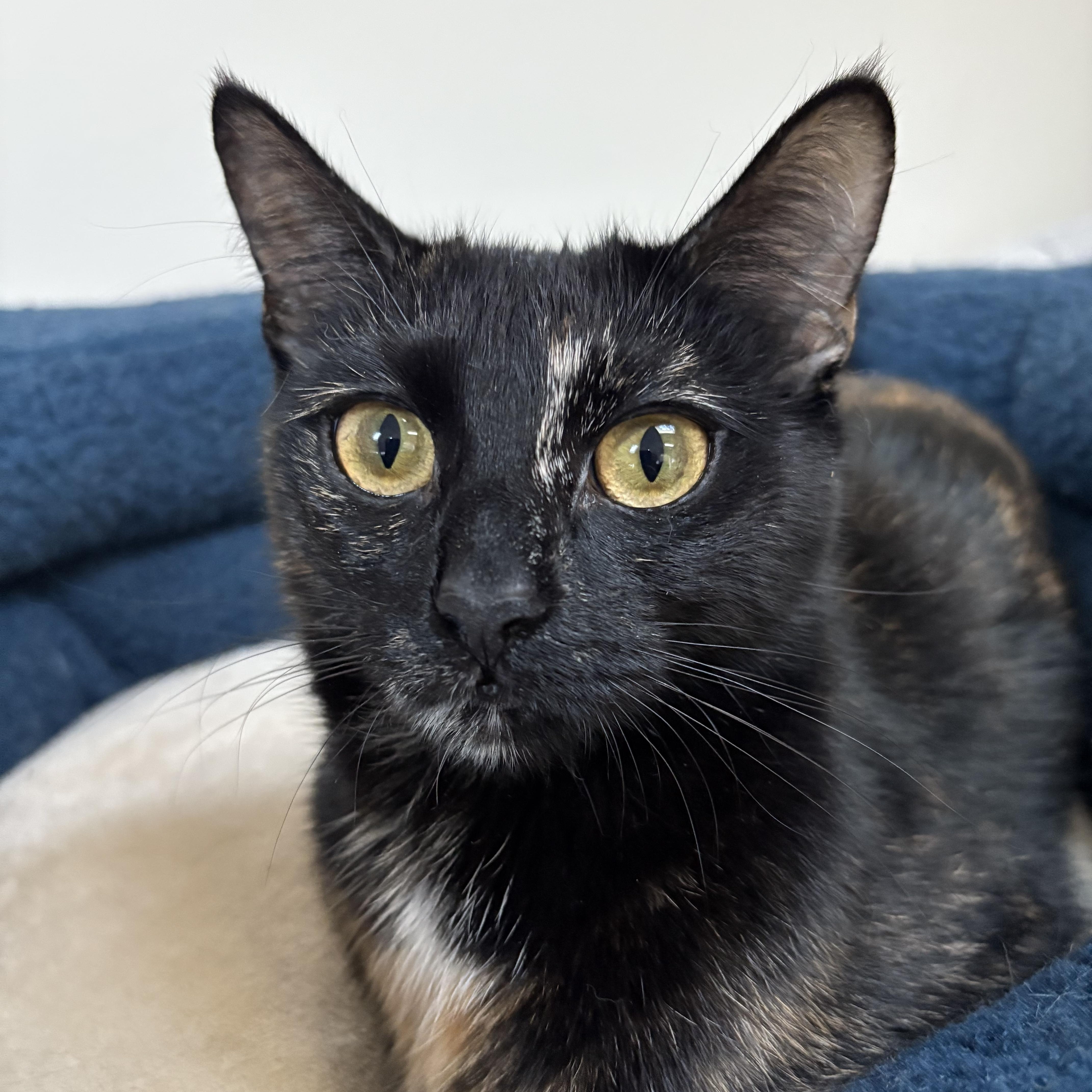 A young medium-sized female Tortoiseshell Domestic Short Hair cat named Gidget for adoption in Hamilton, NJ