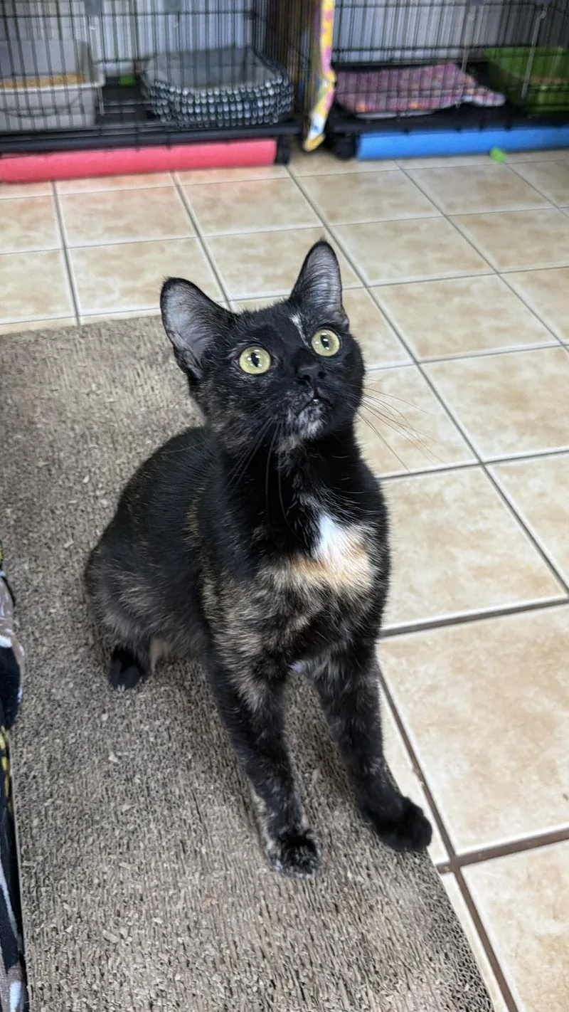 Gidget thumbnail 2