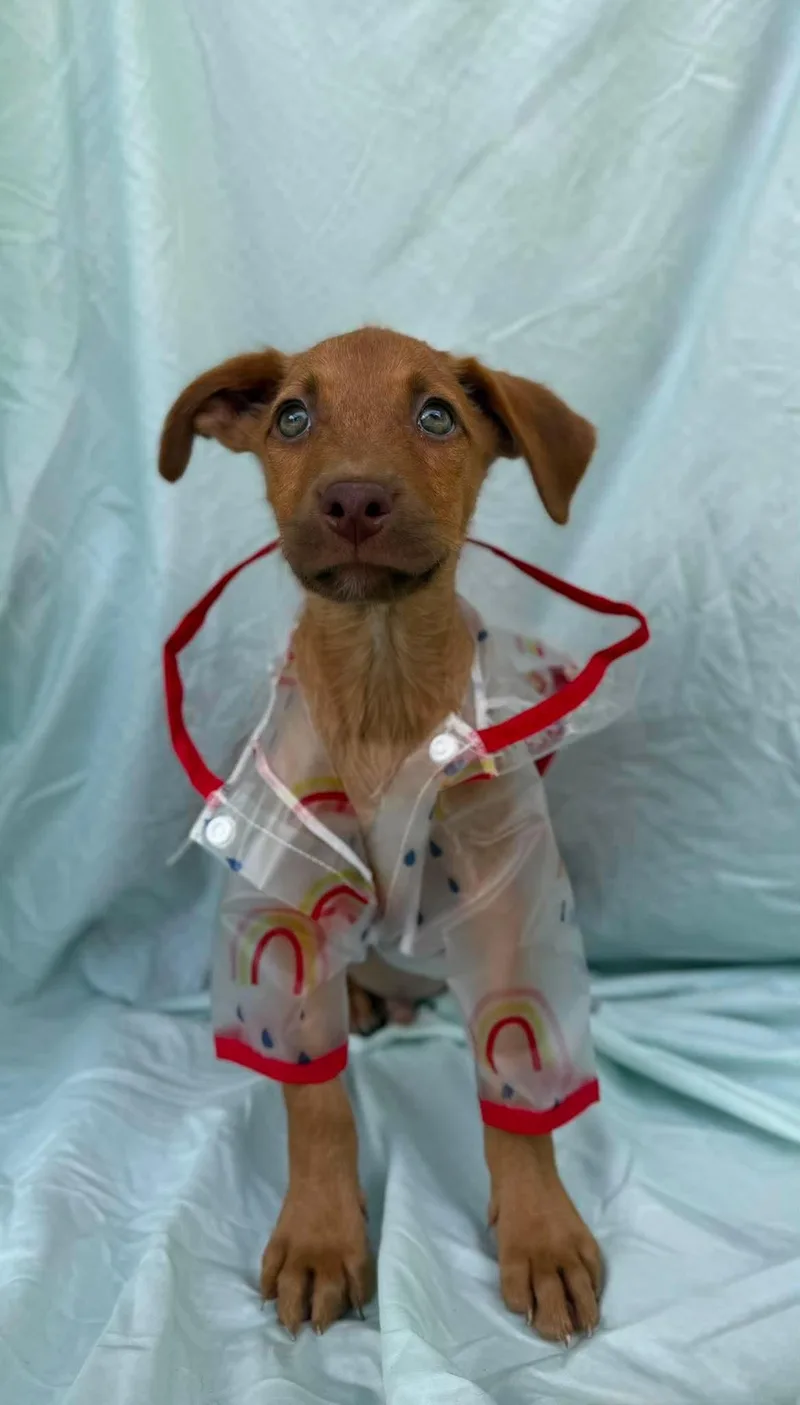 A baby medium-sized male Labrador Retriever dog named Messi for adoption in New York, NY