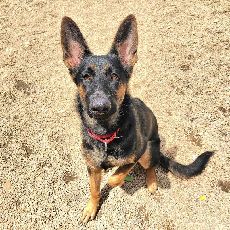 A baby large-sized male Black German Shepherd Dog dog named Rex for adoption in Southold, NY
