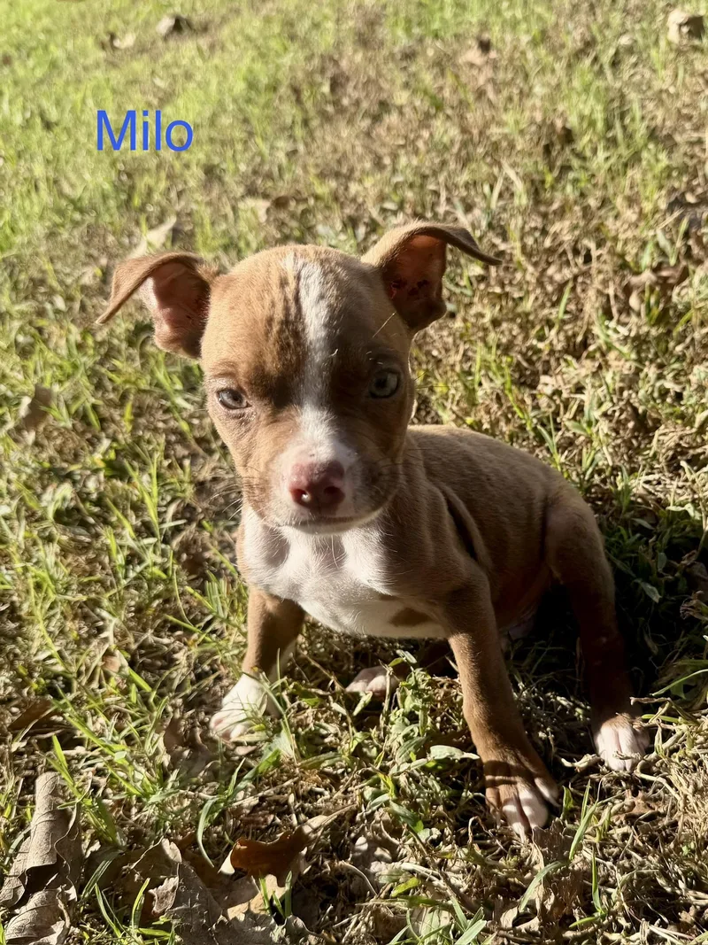 A baby small-sized male Pit Bull Terrier dog named Milo for adoption in Welling, OK