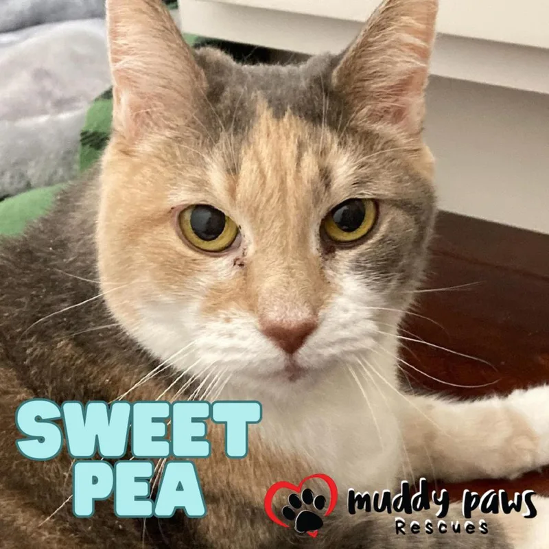 A senior medium-sized female Domestic Short Hair cat named Sweet Pea for adoption in Council Bluffs, IA