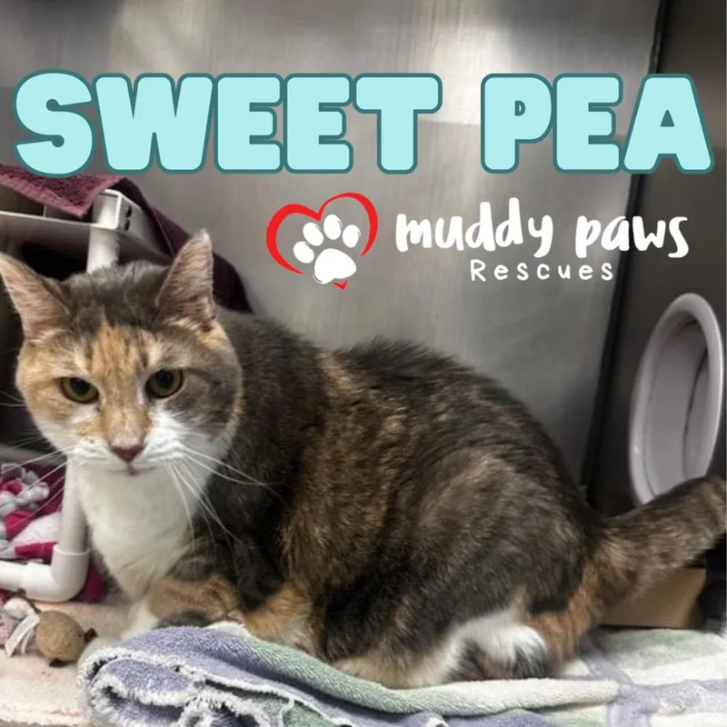 Sweet Pea thumbnail 2
