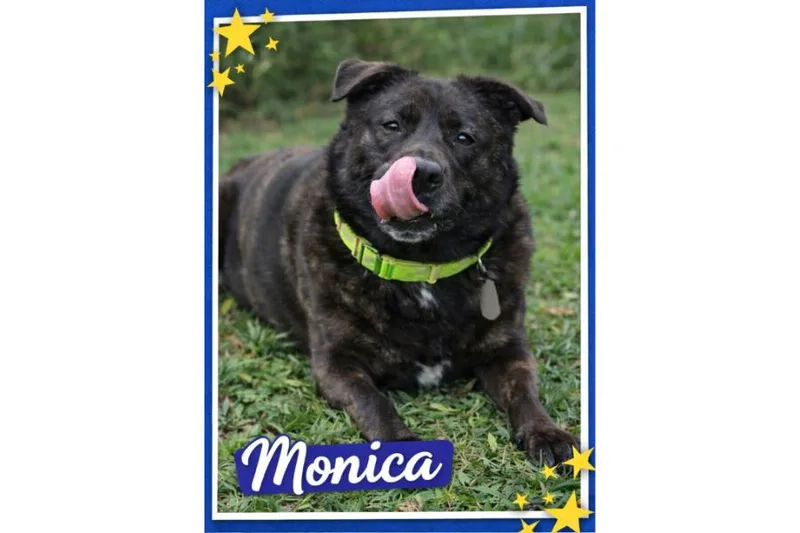 A senior large-sized female Brindle Plott Hound dog named Monica for adoption in Yukon, OK
