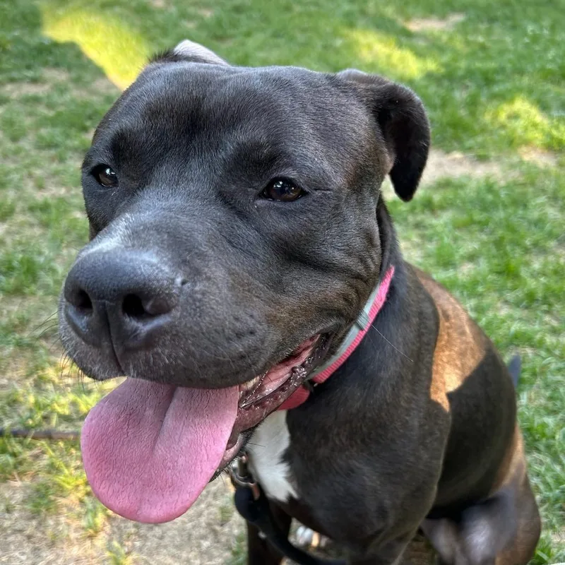 An adult medium-sized male Black Mixed Breed dog named Otto Fka Ottani for adoption in Vassalboro, ME