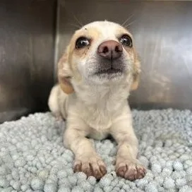 An adult small-sized male Yellow / Tan / Blond / Fawn Chihuahua dog named Eric for adoption in Flagstaff, AZ