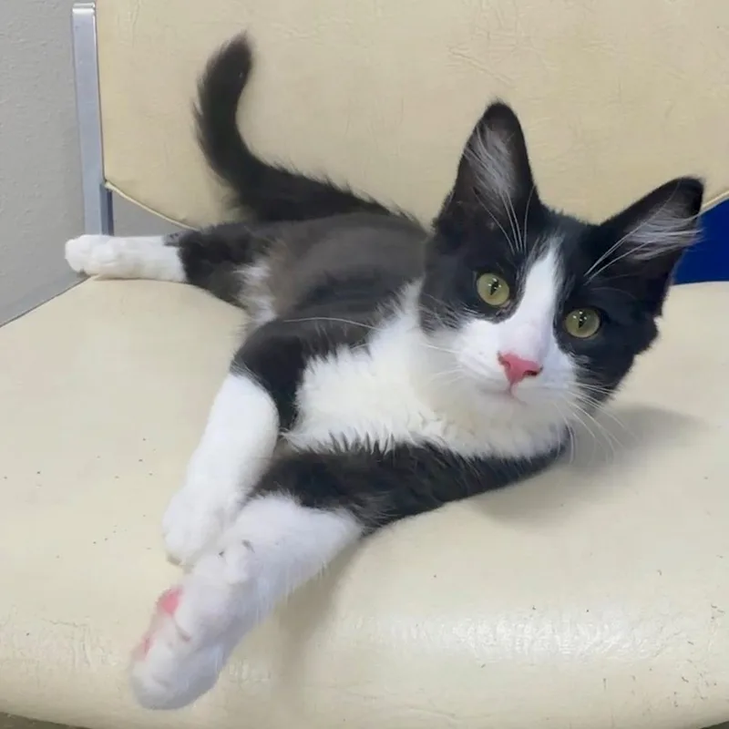 A baby small-sized male Black Domestic Short Hair cat named Leo for adoption in Los Angeles, CA
