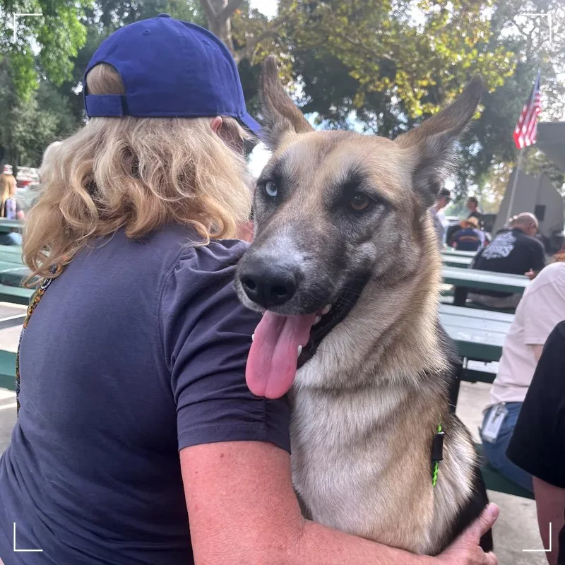 An adult large-sized female Black German Shepherd Dog dog named Misty for adoption in Upland, CA