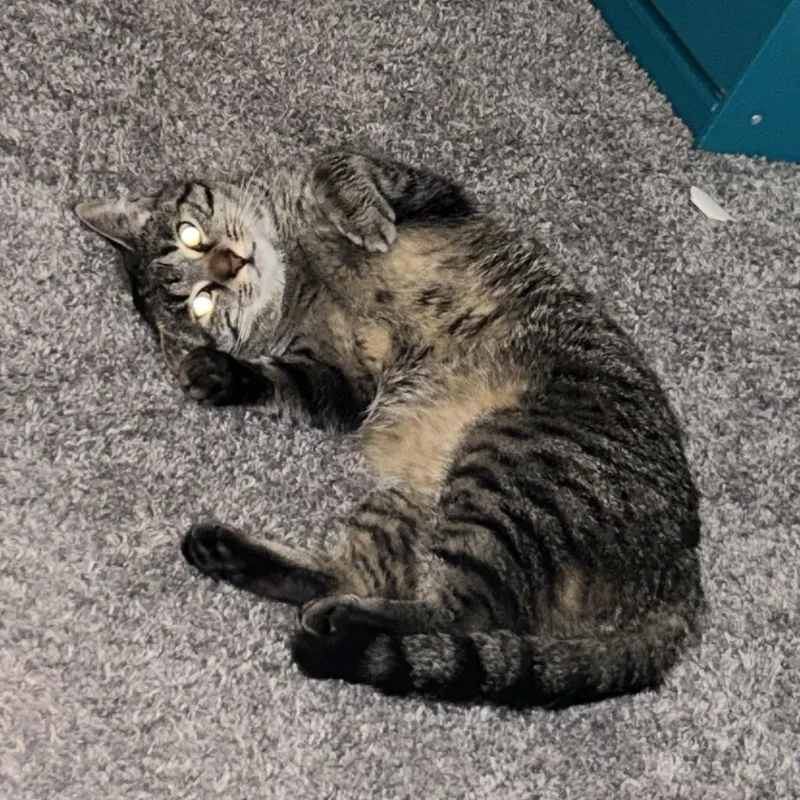 An adult medium-sized female Black Domestic Medium Hair cat named Khole for adoption in Philadelphia, PA