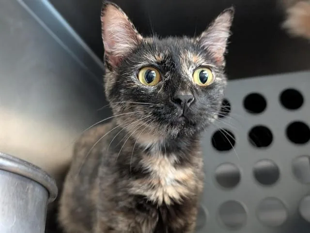 A young small-sized female Domestic Short Hair cat named Momma for adoption in Camarillo, CA
