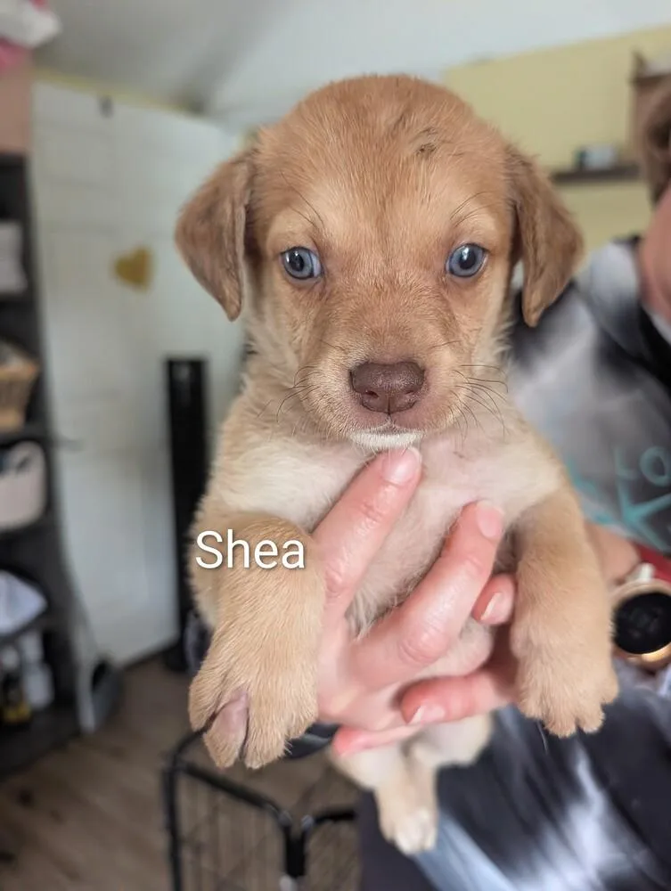 A baby small-sized female Tricolor (Brown, Black, & White) American Bulldog dog named Shea Selina for adoption in Lakeland, FL