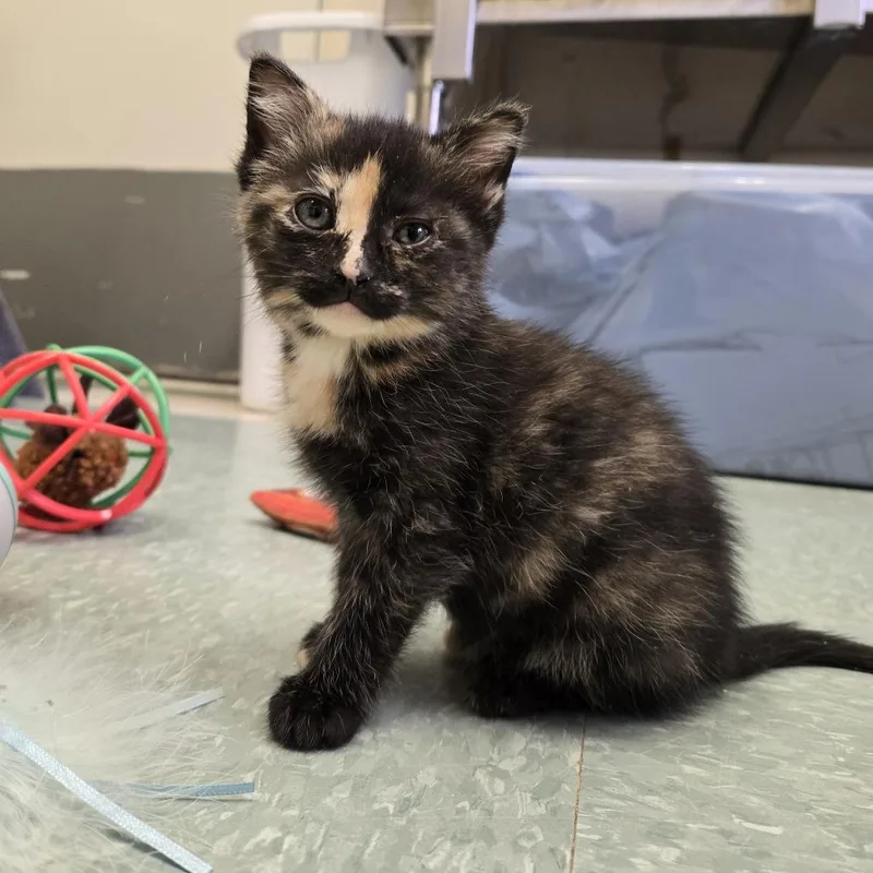 A baby small-sized female Black Domestic Medium Hair cat named Sophia for adoption in Tawas City, MI