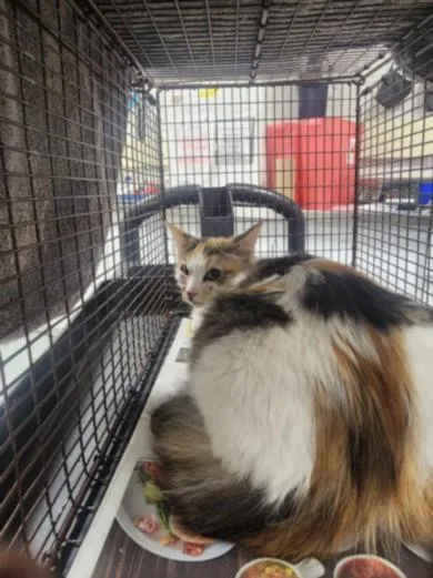 An adult medium-sized female Domestic Long Hair cat named Poppy for adoption in Chatsworth, CA