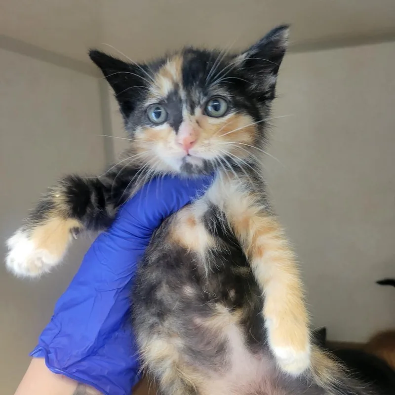 A baby small-sized female Torbie Domestic Short Hair cat named Yachty Girl for adoption in Westminster, CA