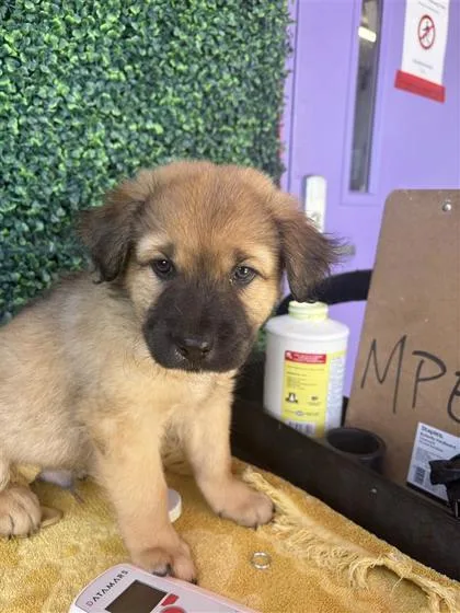 A baby large-sized male Brown / Chocolate Shepherd dog named 61572149 for adoption in El Paso, TX