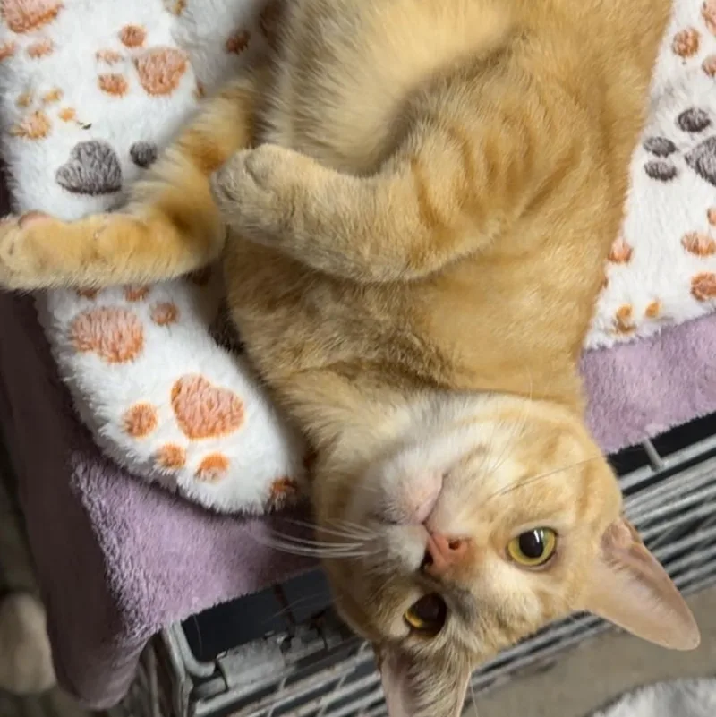 An adult large-sized male Orange / Red Tabby cat named Luce for adoption in Miami, FL