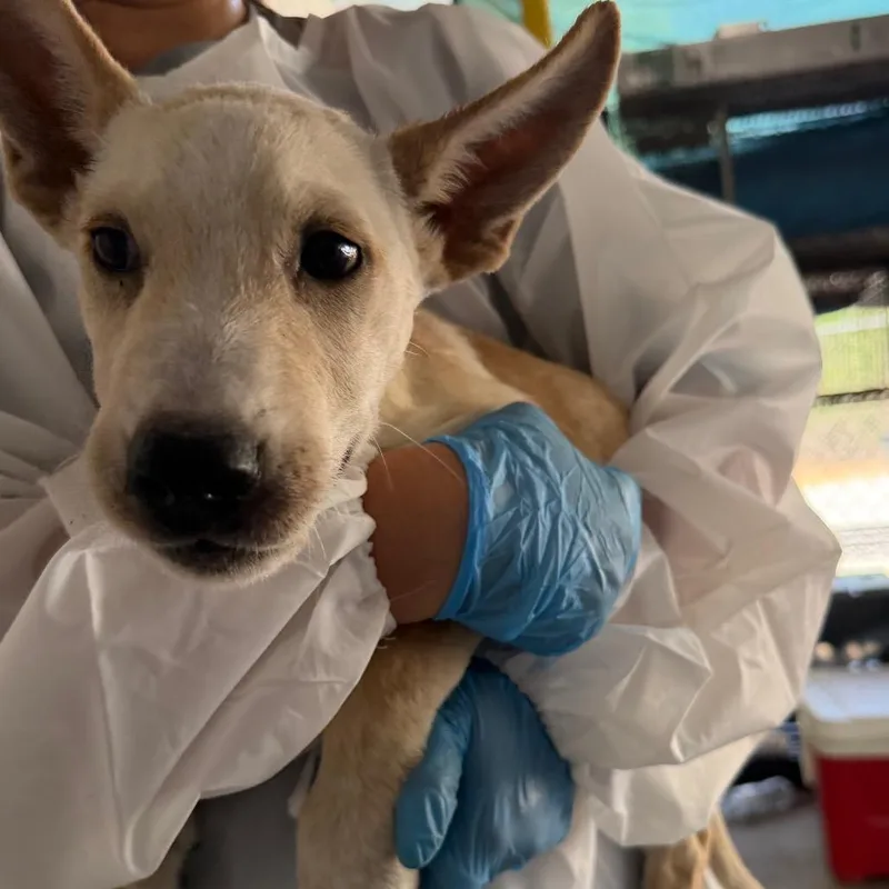 A baby small-sized male Yellow / Tan / Blond / Fawn Pit Bull Terrier dog named Geodude for adoption in Edinburg, TX