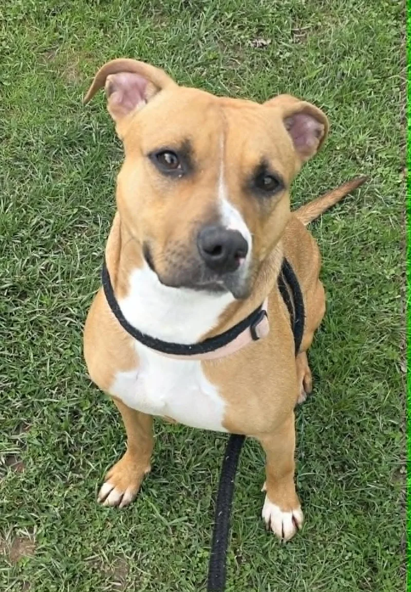 A young medium-sized female Terrier dog named Anita for adoption in North Syracuse, NY
