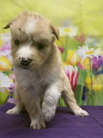 A baby small-sized male Shepherd dog named Louis for adoption in San Antonio, TX