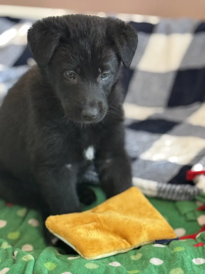 Rosie's Puppy Harper thumbnail 3