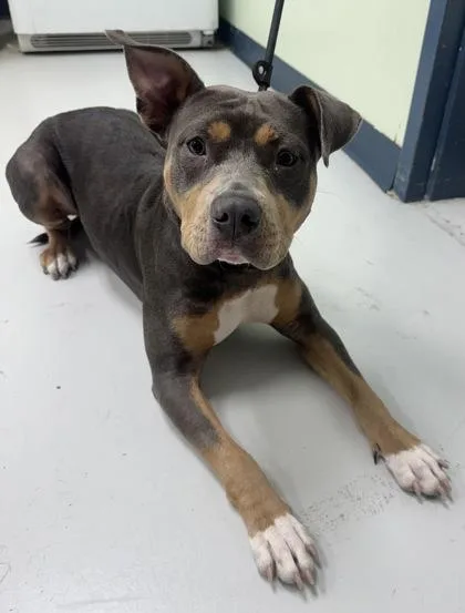 An adult medium-sized female Mixed Breed dog named Diva for adoption in Savannah, GA