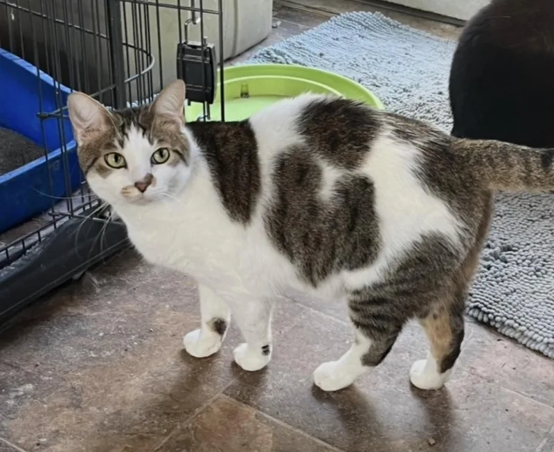 An adult medium-sized male Tabby (Buff / Tan / Fawn) Domestic Short Hair cat named Riley for adoption in Mount Airy, MD
