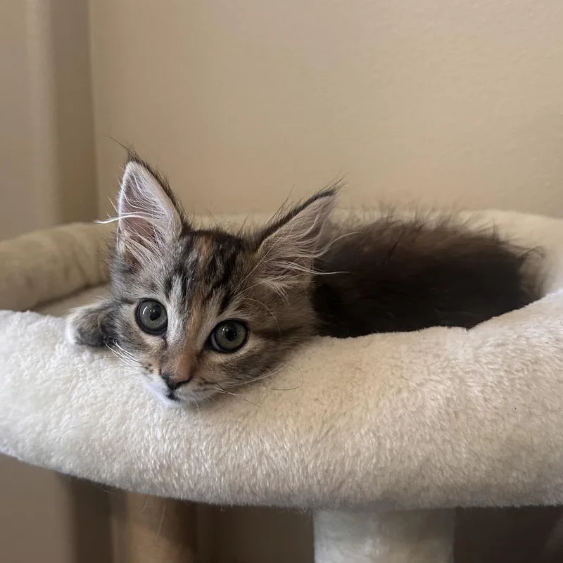 A baby small-sized female Brown / Chocolate Domestic Medium Hair cat named Maple for adoption in Tustin, CA