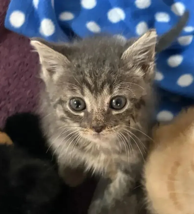 A baby small-sized female Domestic Short Hair cat named Elsa for adoption in Grand Rapids, MI