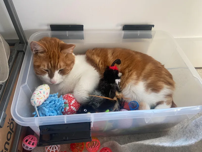 Marshmallow thumbnail 2