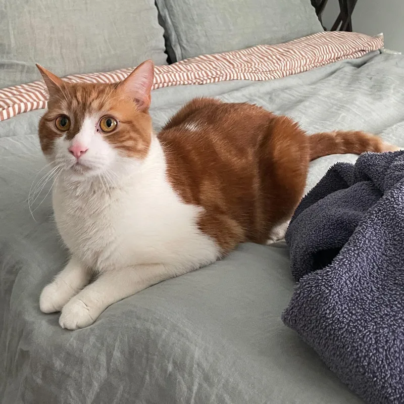 Marshmallow thumbnail 3