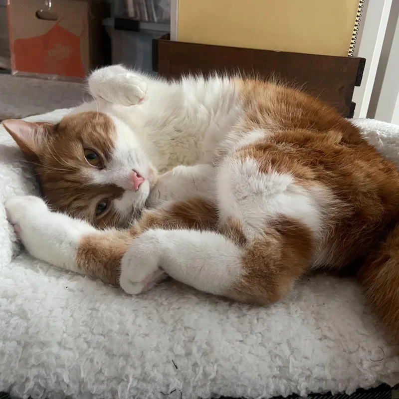 Marshmallow thumbnail 4