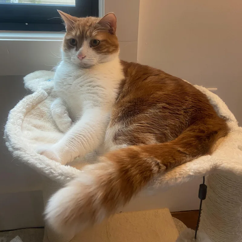 Marshmallow thumbnail 5