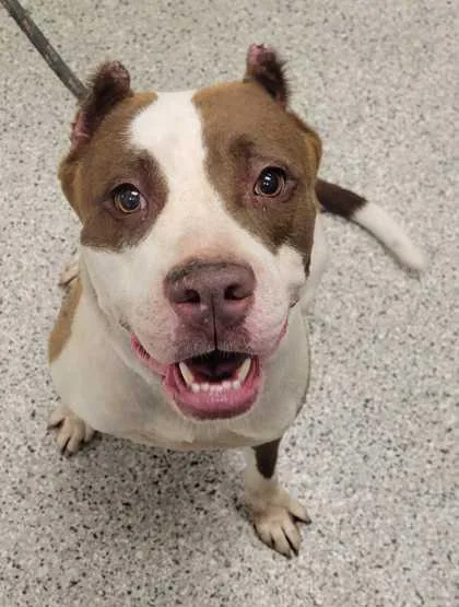 An adult large-sized female Brown / Chocolate Pit Bull Terrier dog named Okami for adoption in Kansas City, MO