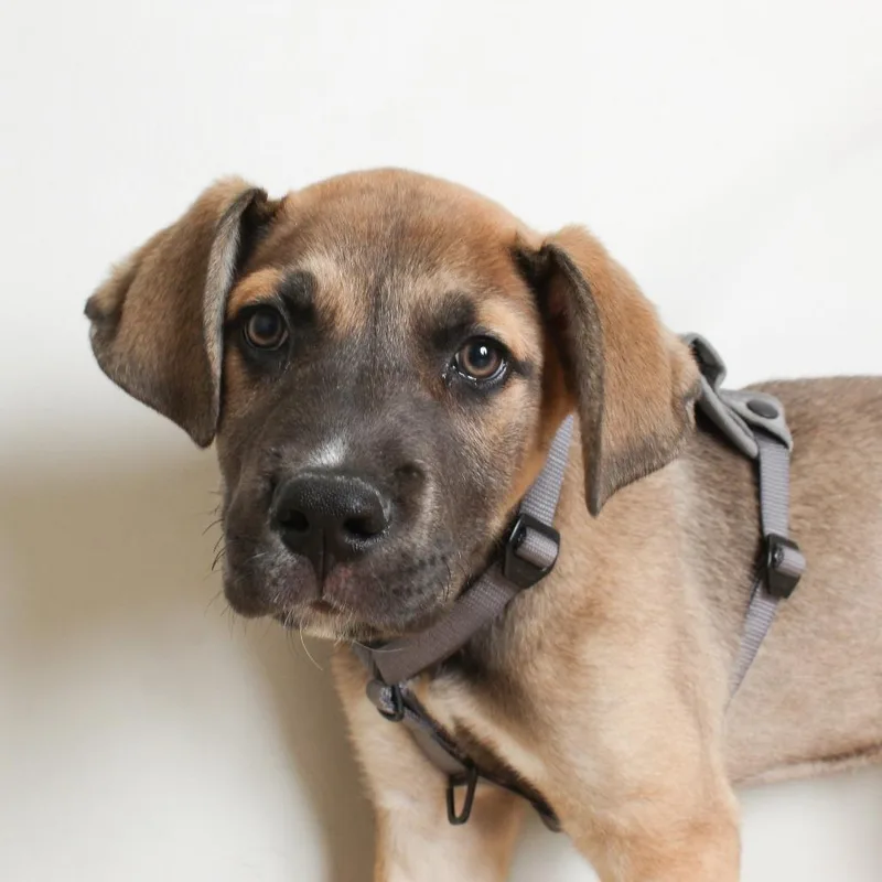 A baby medium-sized male Yellow / Tan / Blond / Fawn German Shepherd Dog dog named Maverick D for adoption in Minnetonka, MN