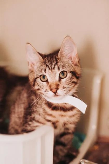 A baby small-sized male Domestic Short Hair cat named a Diego for adoption in North Charleston, SC