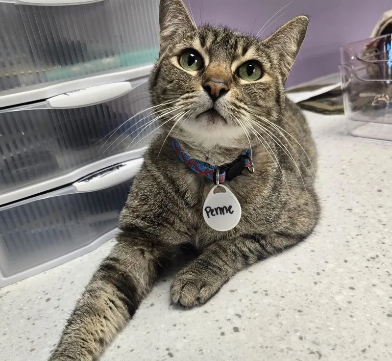 An adult medium-sized female Tabby (Brown / Chocolate) Domestic Short Hair cat named Penne for adoption in tucson, AZ