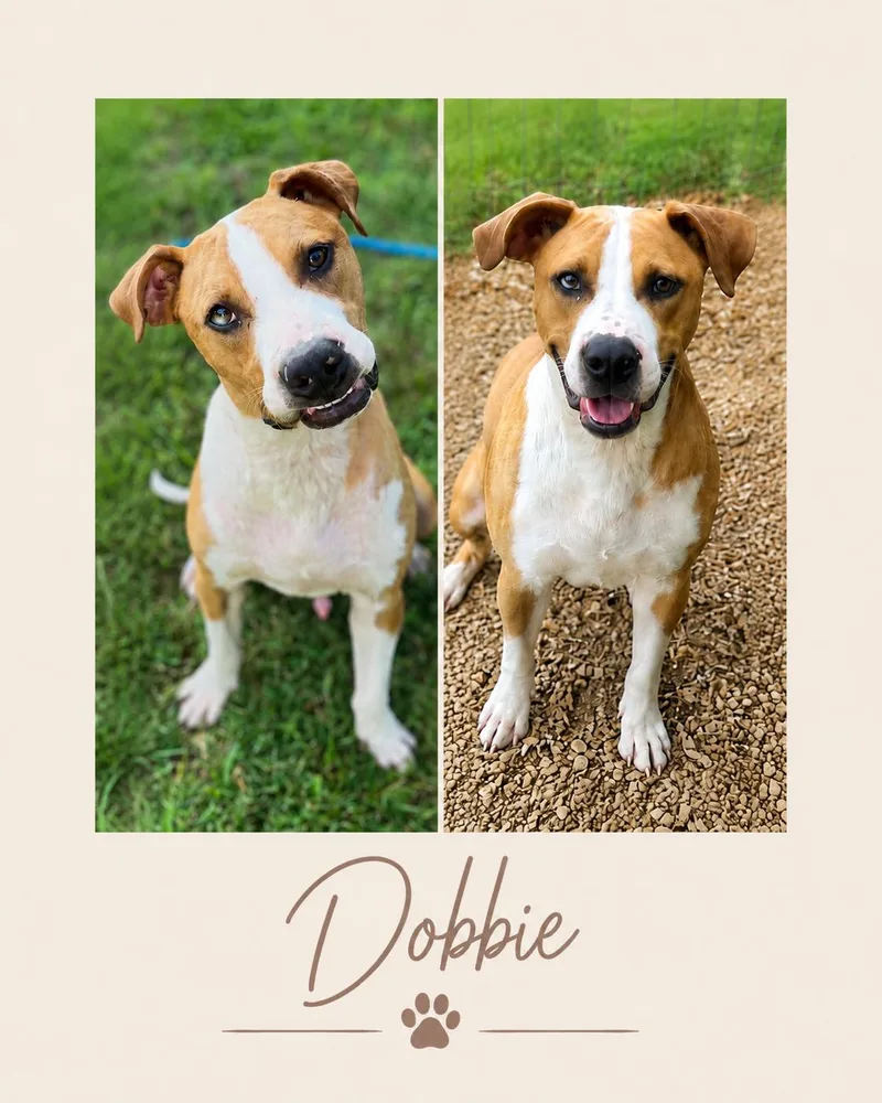 A young medium-sized male Pit Bull Terrier dog named Dobbie for adoption in Zimmerman, MN