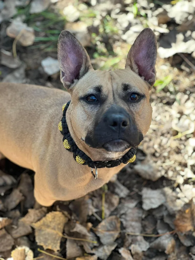 An adult medium-sized female Apricot / Beige French Bulldog dog named Coco for adoption in Clinton, WI