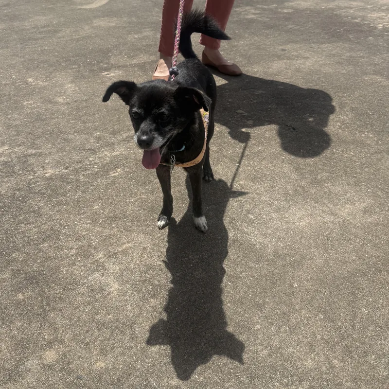 A young small-sized female Bicolor Chihuahua dog named Obi Dobie for adoption in Houston, TX