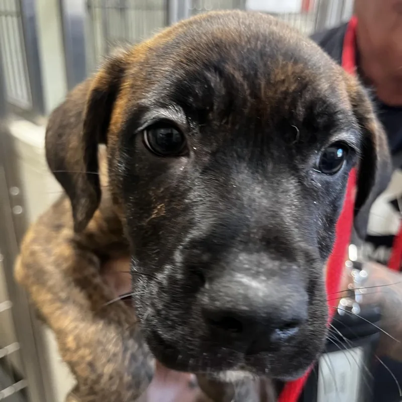 A baby small-sized male Brown / Chocolate Boxer dog named Riddick for adoption in Upland, CA