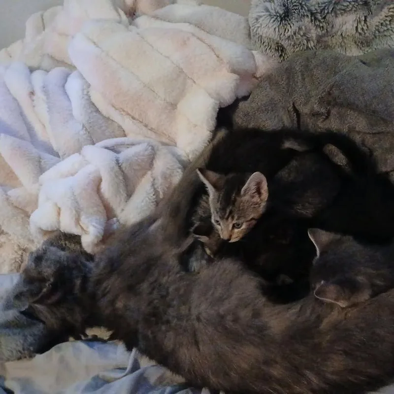 An adult medium-sized female Gray / Blue / Silver Domestic Short Hair cat named Aemma for adoption in Grand Rapids, MI