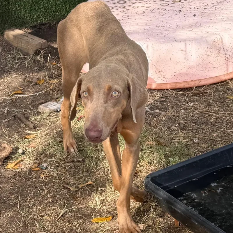 A young small-sized female Brown / Chocolate Weimaraner dog named Millie for adoption in Lake Jackson, TX